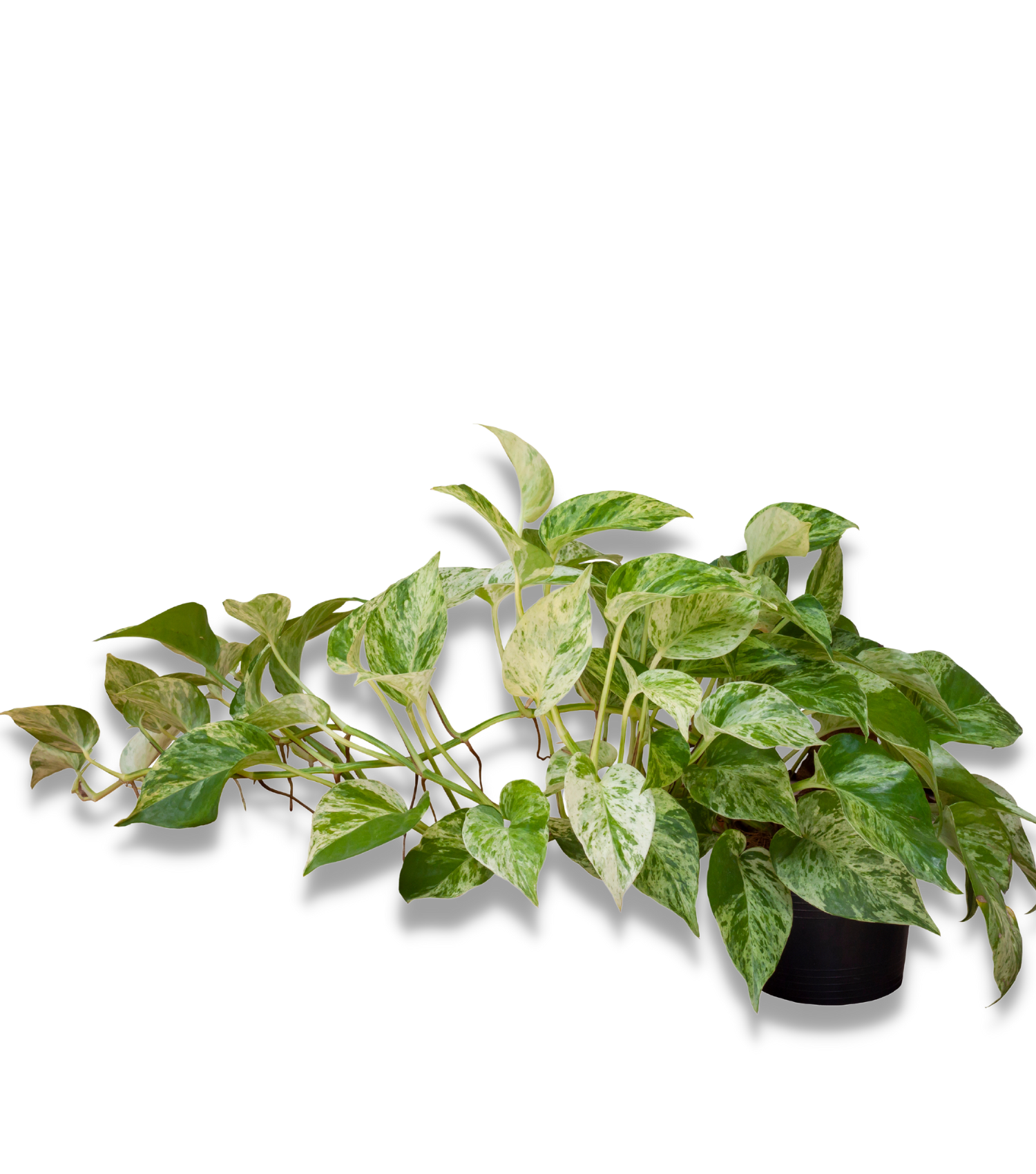 Scindapsus in hanging basket Derek Garden Centre Malta